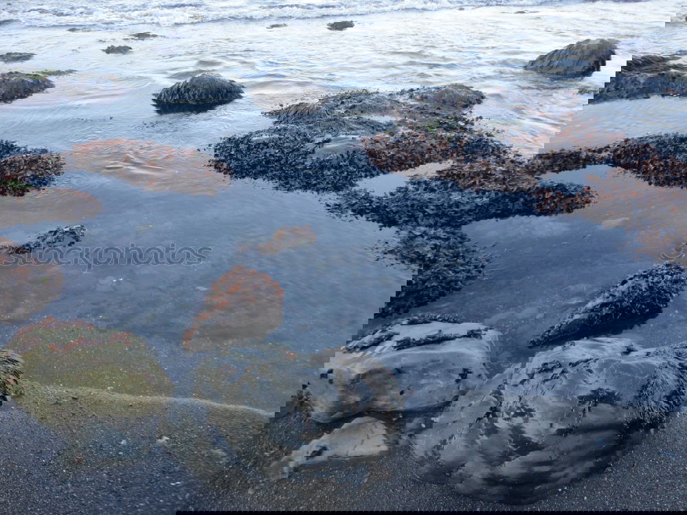 Similar – Image, Stock Photo jellyfish Jellyfish
