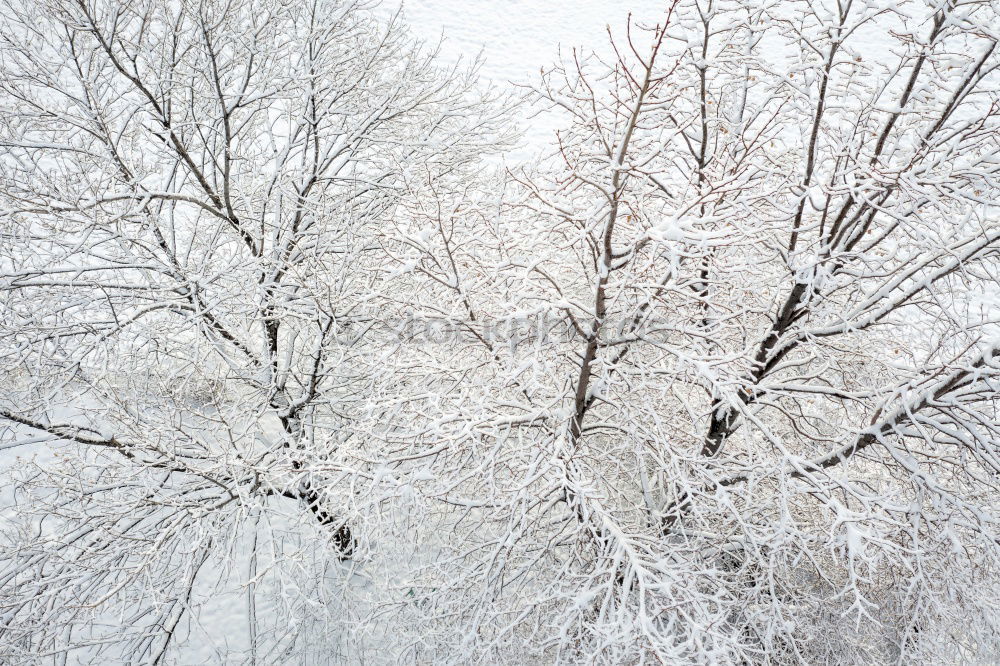 Similar – Ice tree horizontal Tree