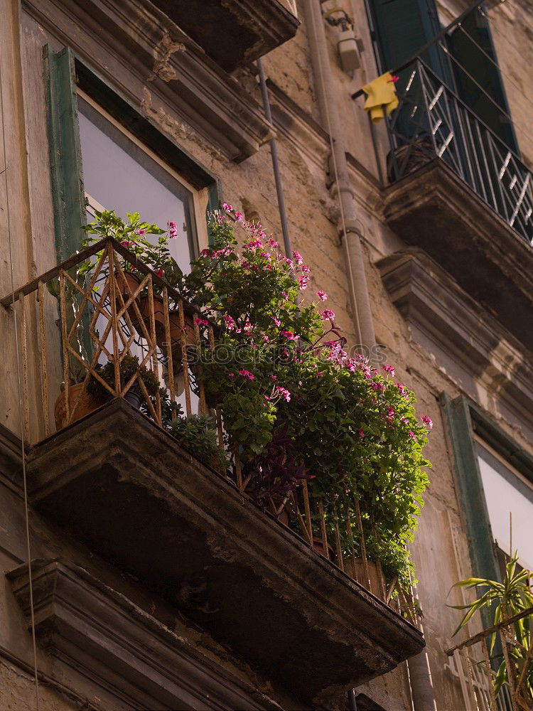 Similar – View of Noto, Sicily, Italy