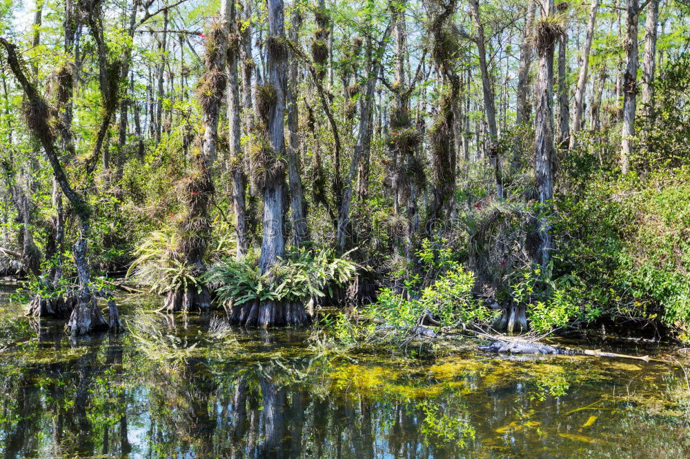 Similar – waterways Nature Landscape