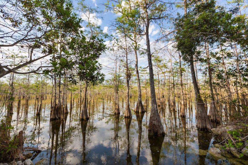 Similar – waterways Nature Landscape