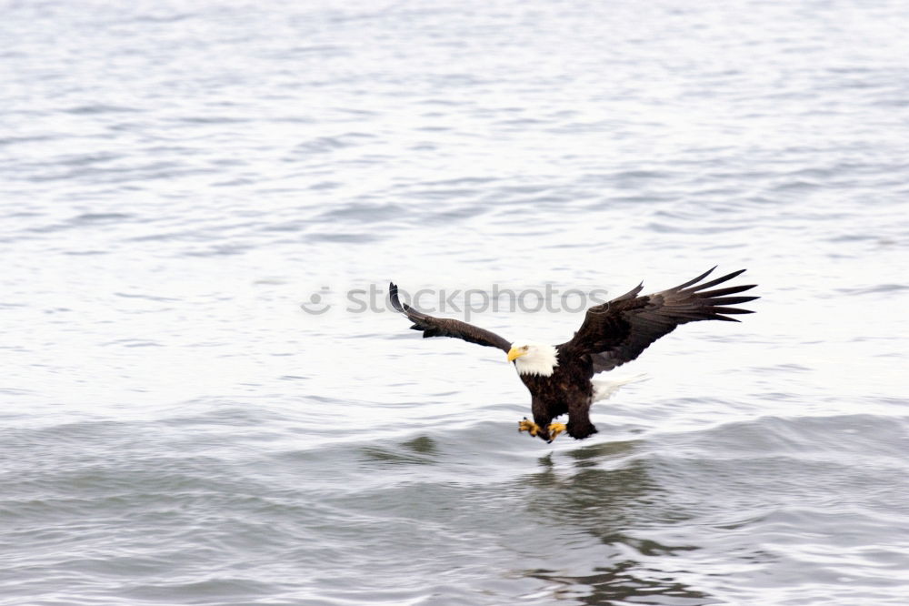 Similar – Winds of Change Seagull