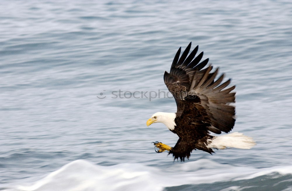 Similar – Image, Stock Photo white-tailed eagle Animal