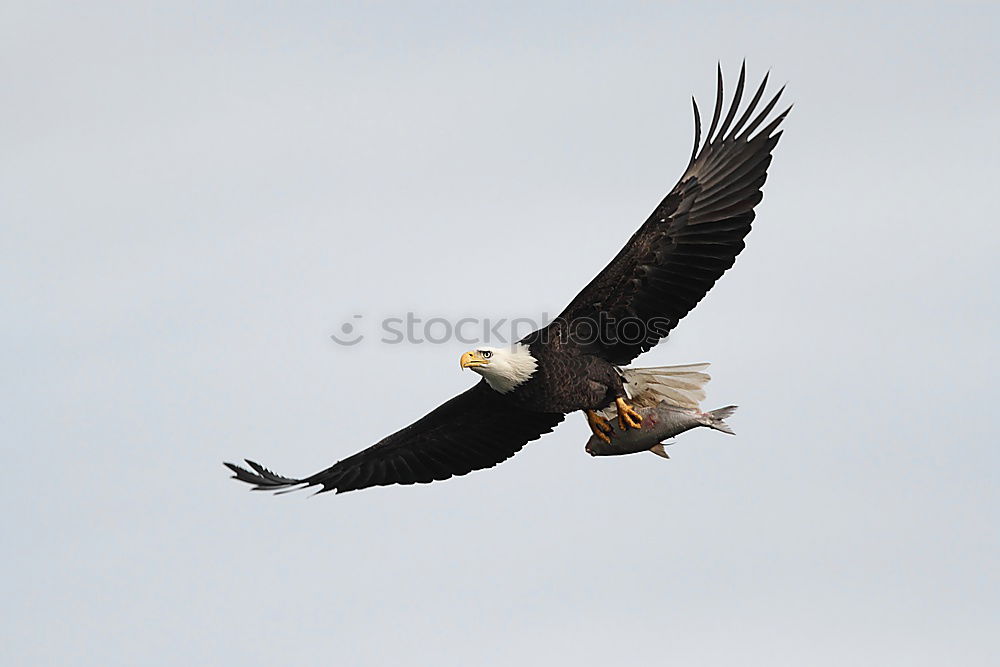 Similar – Image, Stock Photo white-tailed eagle Animal