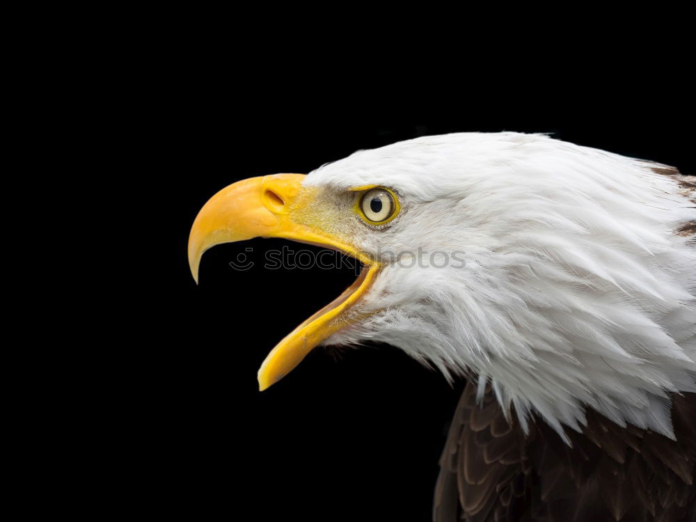 Similar – bald eagle Eagle Bird