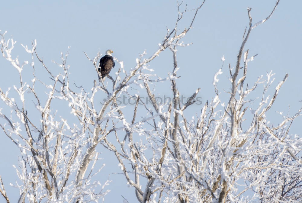 Similar – Foto Bild Rechts Rabenvögel Krähe