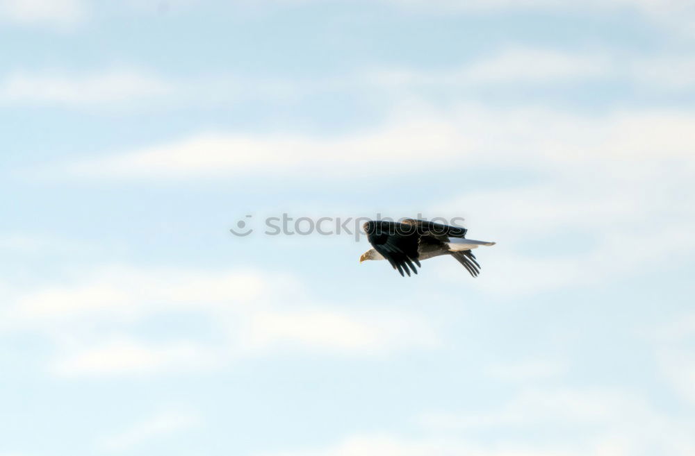 Similar – Image, Stock Photo You must have a bird. Wire