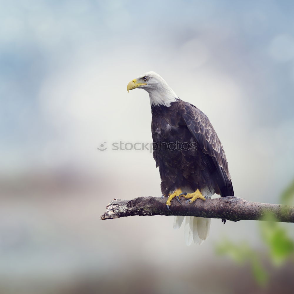 Similar – Image, Stock Photo What weird bird are you?