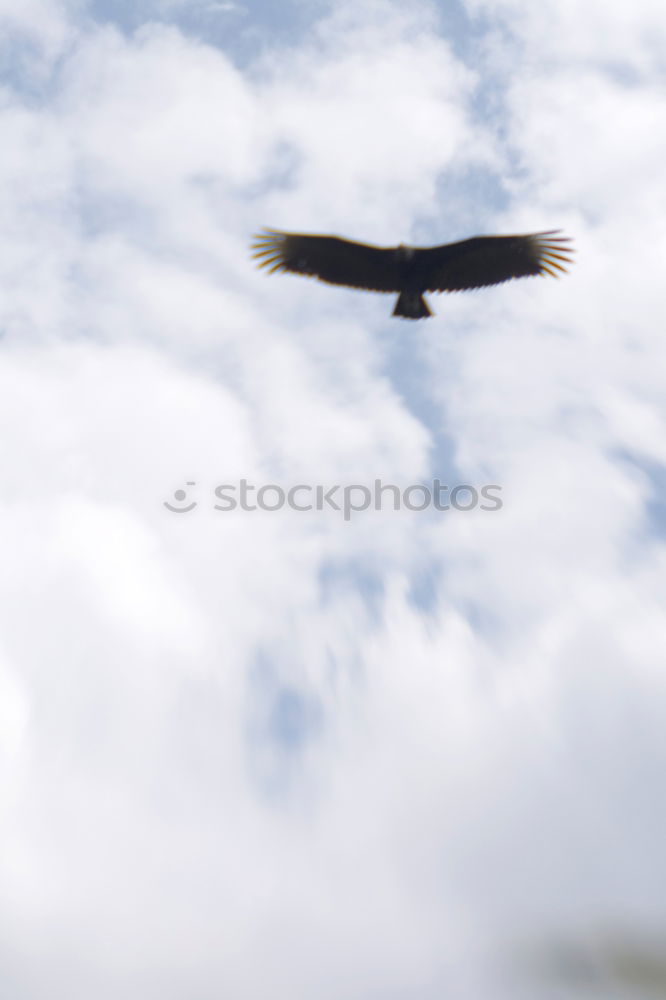 Similar – Image, Stock Photo flying horny Airplane