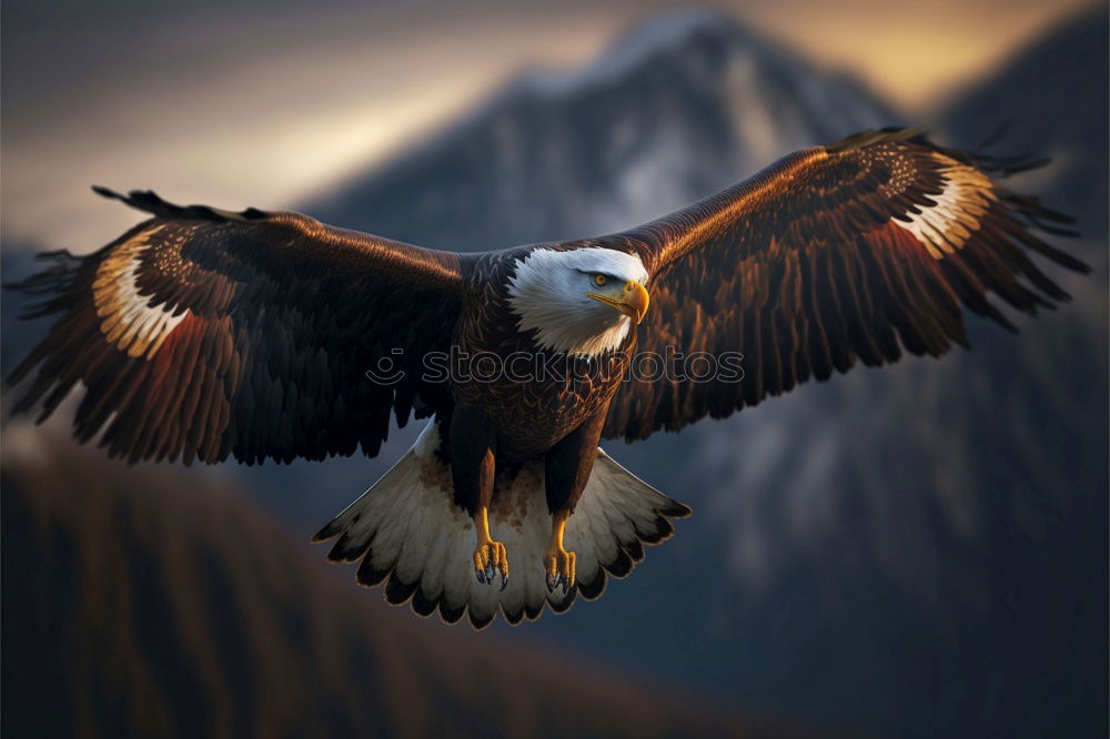 Similar – Image, Stock Photo eagle Eagle Bird