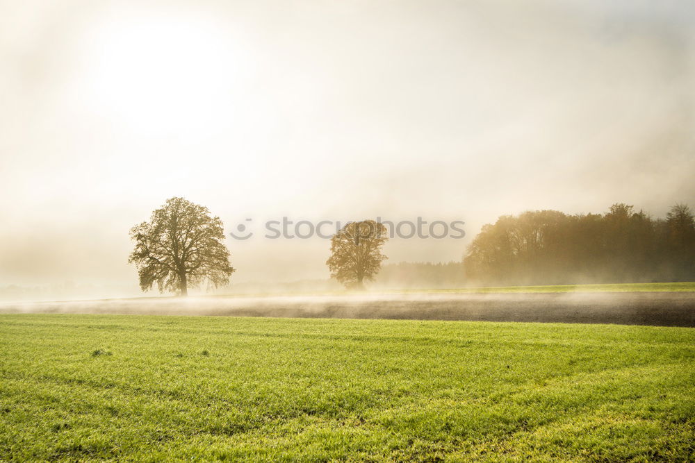 Similar – Himmel, Nebel, Gras & Bäume