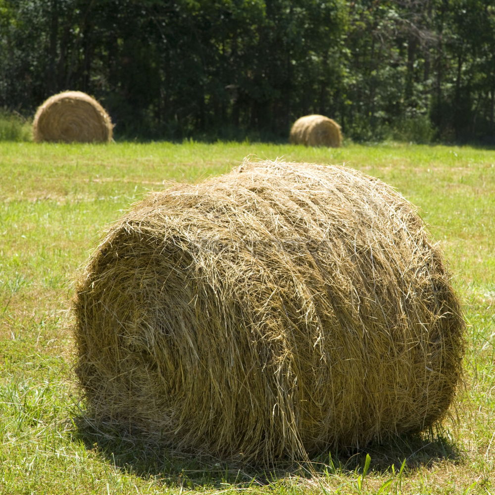 Similar – Grashüpfer-Perspektive