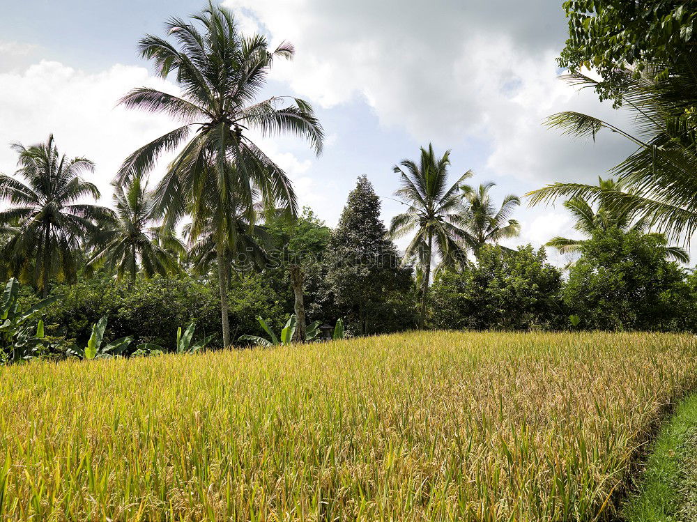 Similar – Image, Stock Photo Rice in Bali Ubud Asia