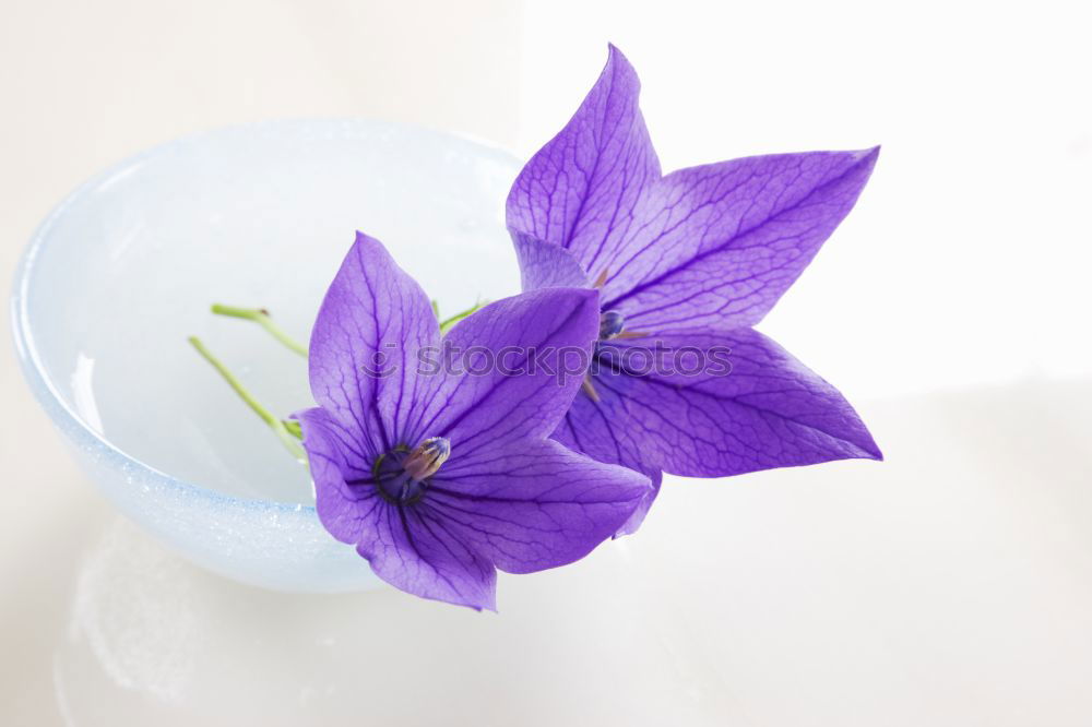 Similar – Image, Stock Photo purple flowers Blossom