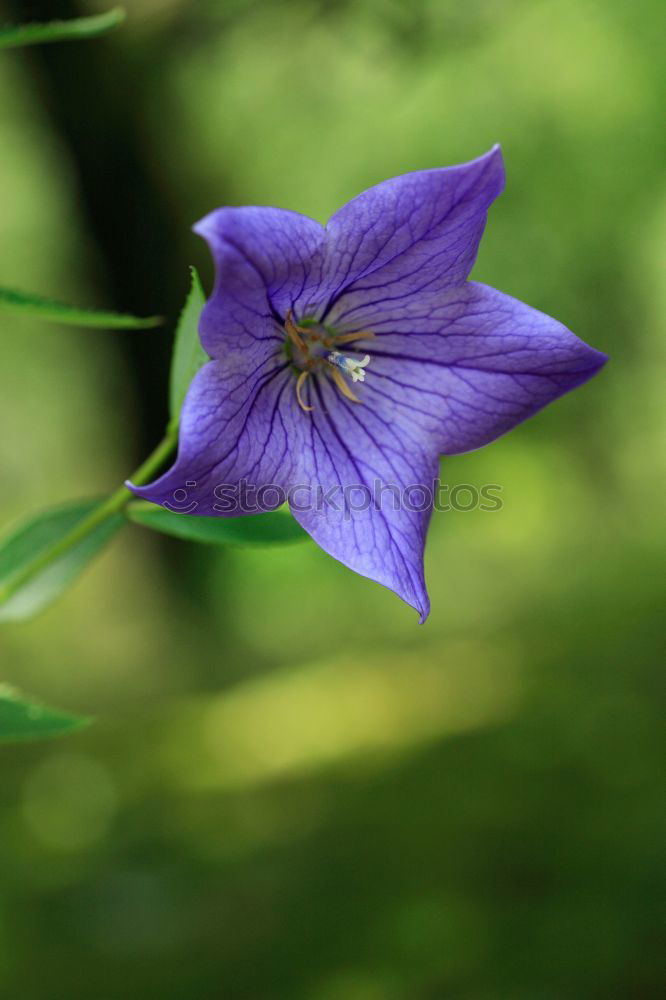 Image, Stock Photo blue flower Close-up