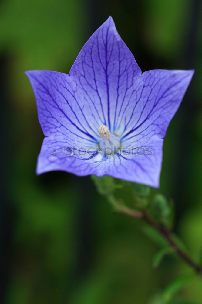 Similar – Image, Stock Photo blue flower Close-up