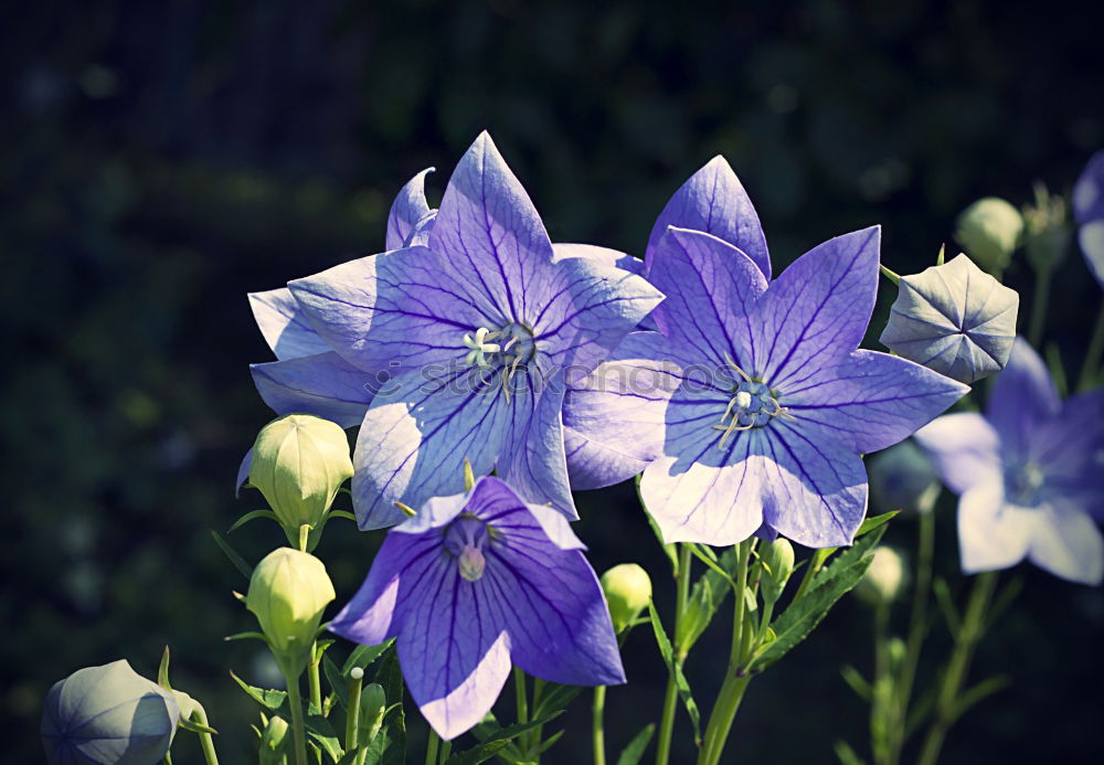 Similar – Foto Bild zarte Blüten Blume Petunie