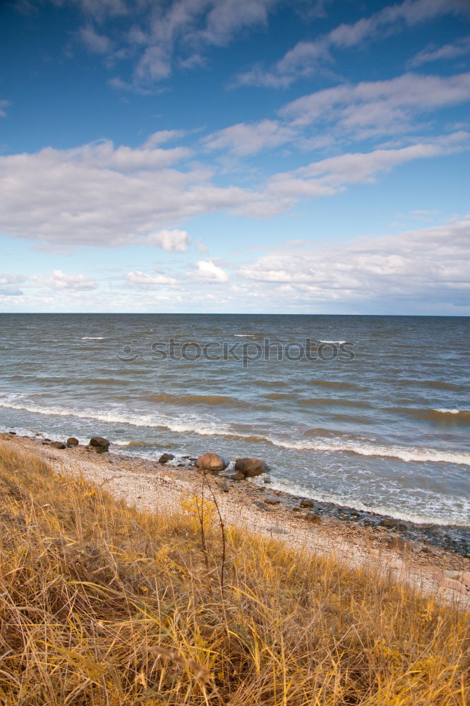 Similar – dune grass Ocean Grass