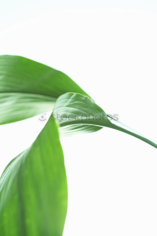 Similar – life Plant Leaf Green