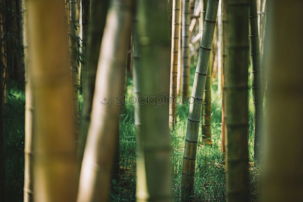 Similar – ein Wald doppelt vor lauter Bäumen