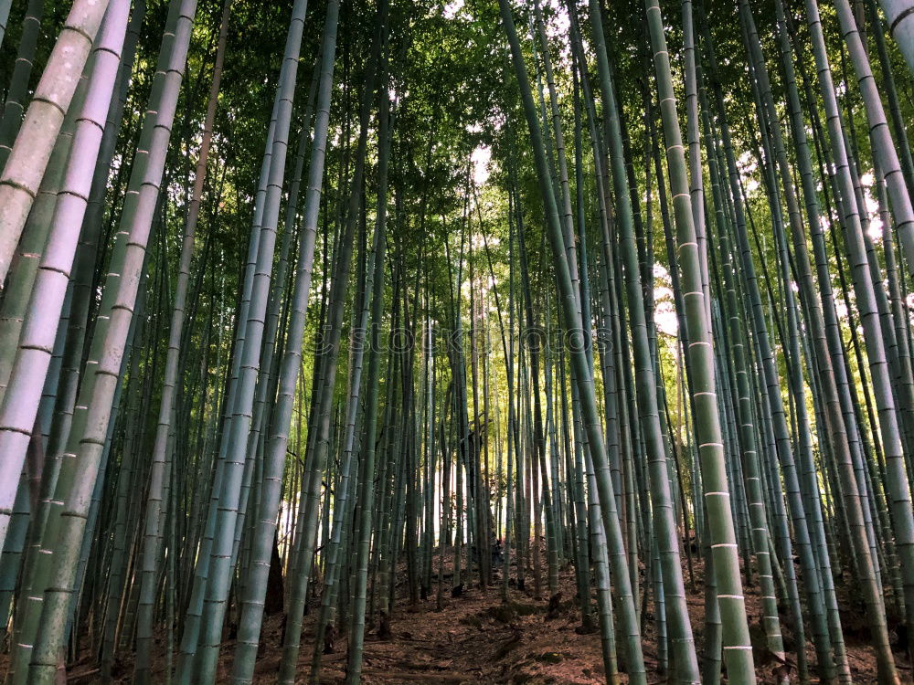 Similar – Image, Stock Photo Path in bamboo forest