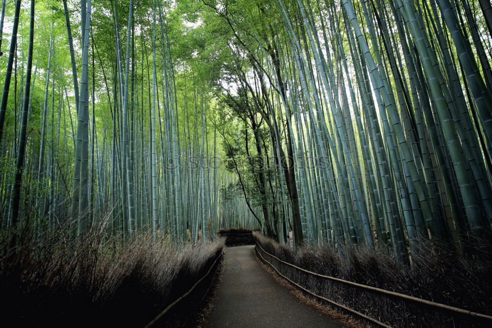 Similar – Image, Stock Photo Path in bamboo forest