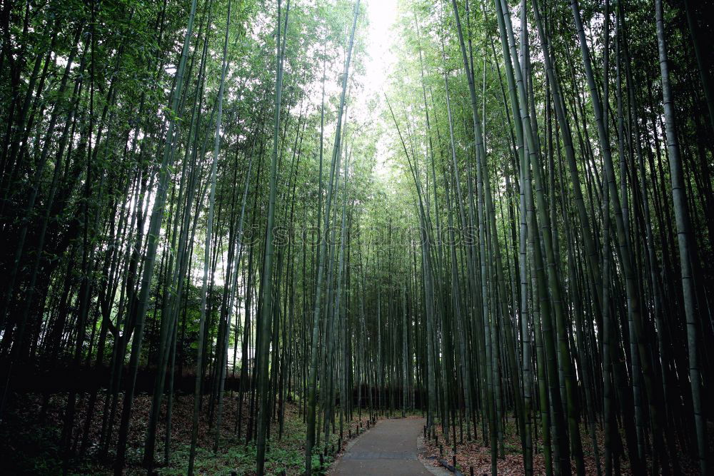 Similar – Image, Stock Photo Path in bamboo forest