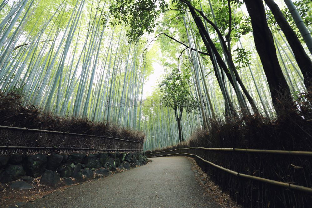 Similar – Image, Stock Photo Path in bamboo forest