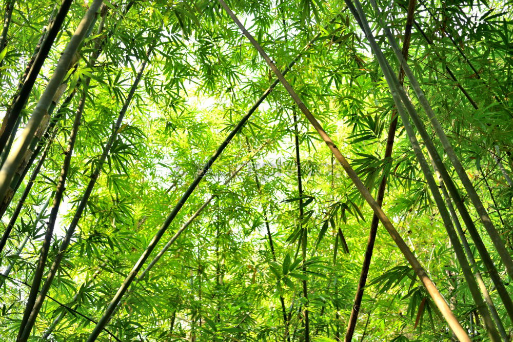 neulich im Wald Natur