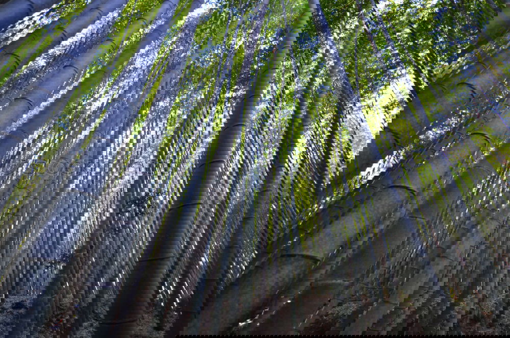 Similar – Image, Stock Photo Path in bamboo forest