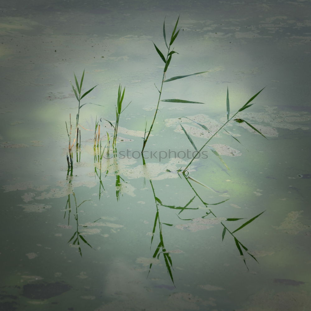 Similar – Image, Stock Photo lightning rain Nature