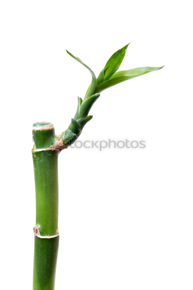 Similar – bamboo no. 2 Plant Vase