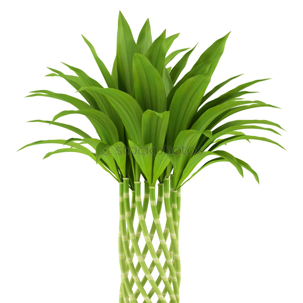 Similar – vase Decoration Plant