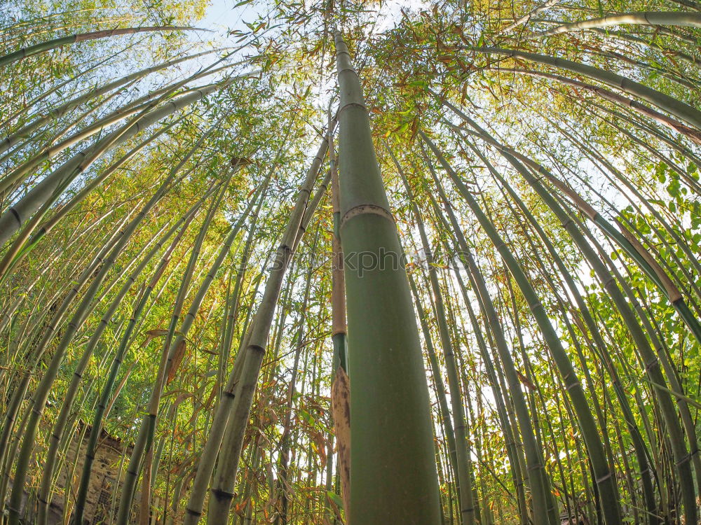 Similar – Image, Stock Photo the German forest is not amused