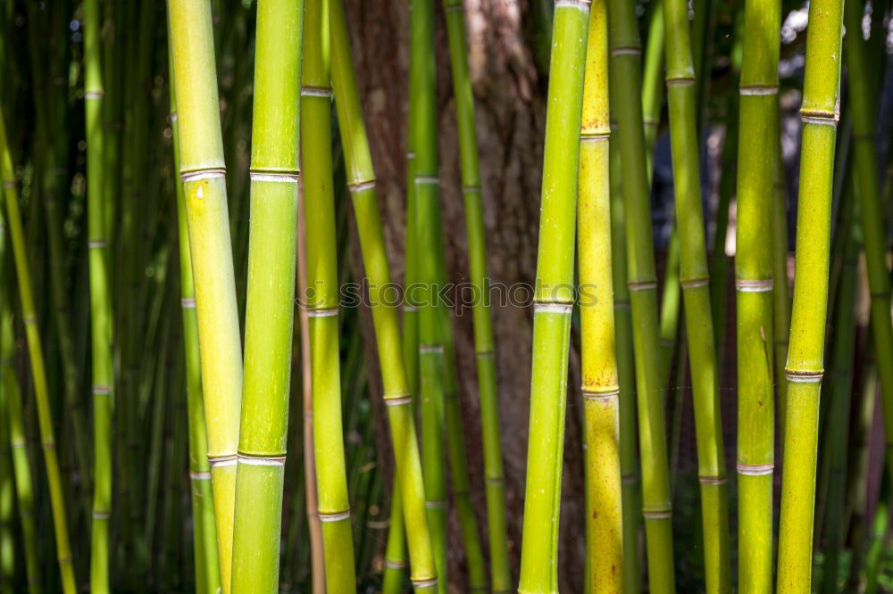 Similar – green leaves of daffodils in raindrops