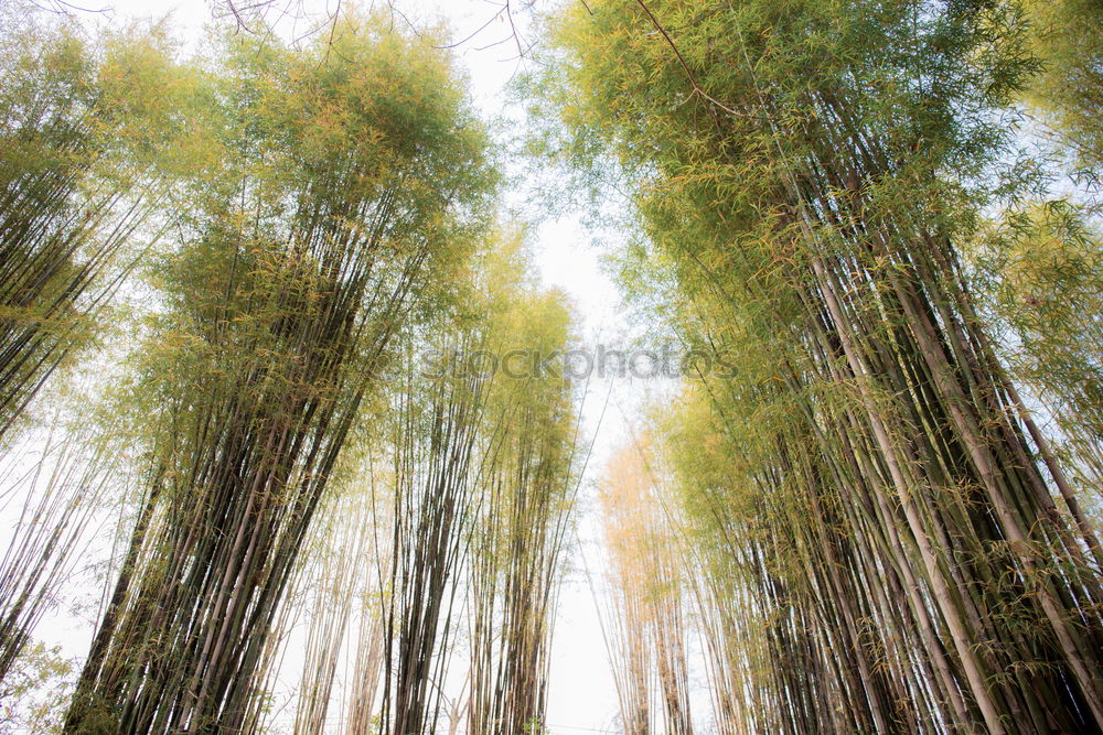 Similar – Pathway in bamboo grove