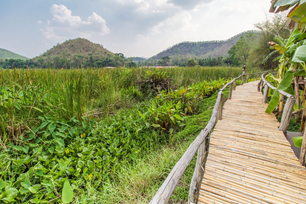 Similar – Woman walking on bridge