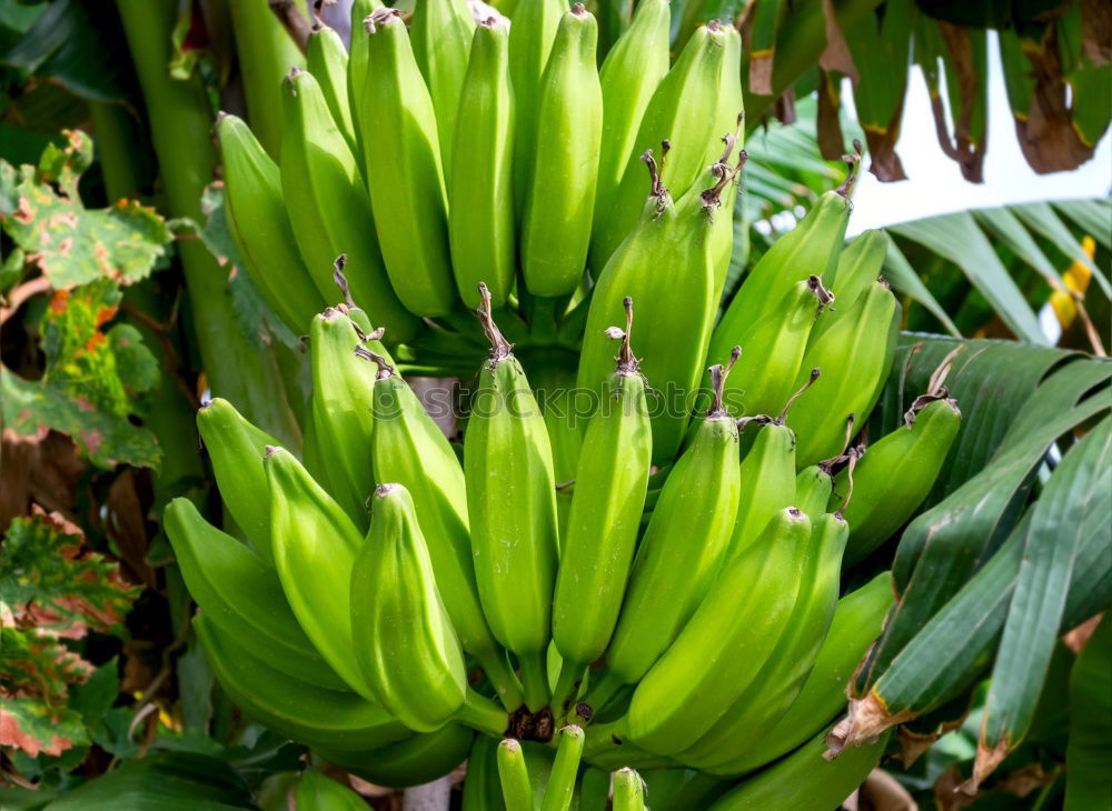 Similar – banana Banana Bushes Green