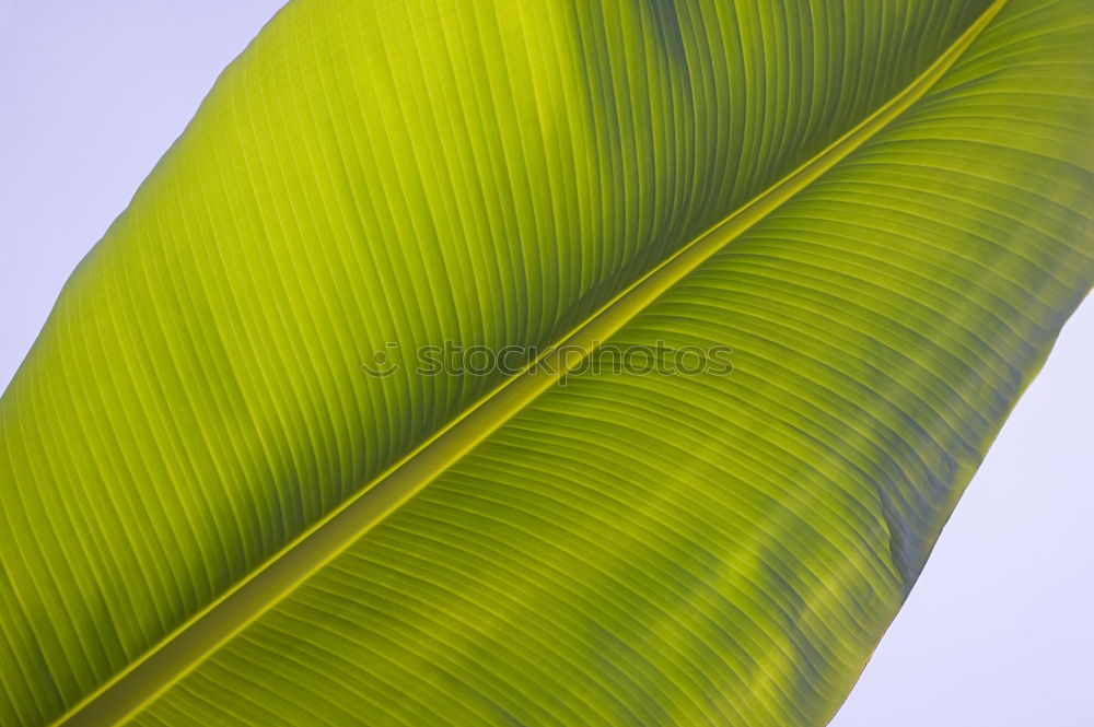 Similar – leaf structure Leaf Green