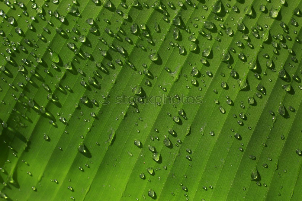 nach dem Regen Blatt Palme