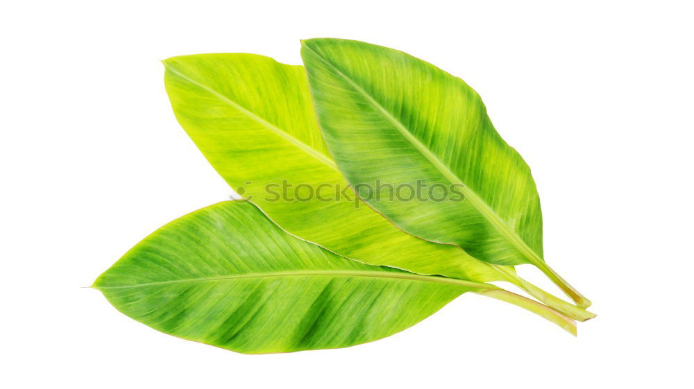 Similar – life Plant Leaf Green