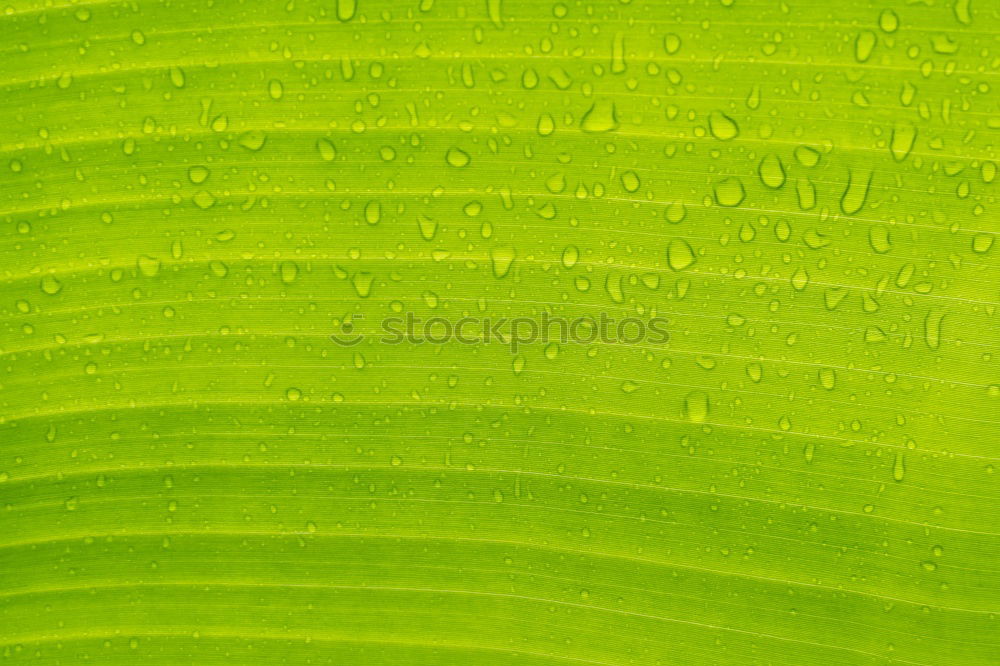 Similar – Image, Stock Photo two limes, one’s got it.