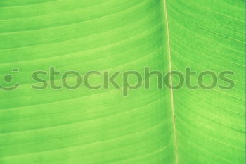 Similar – banana leaf Green Leaf