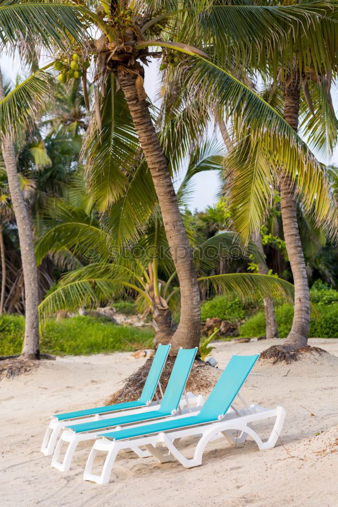 Similar – Image, Stock Photo Colourful hammock between palm trees