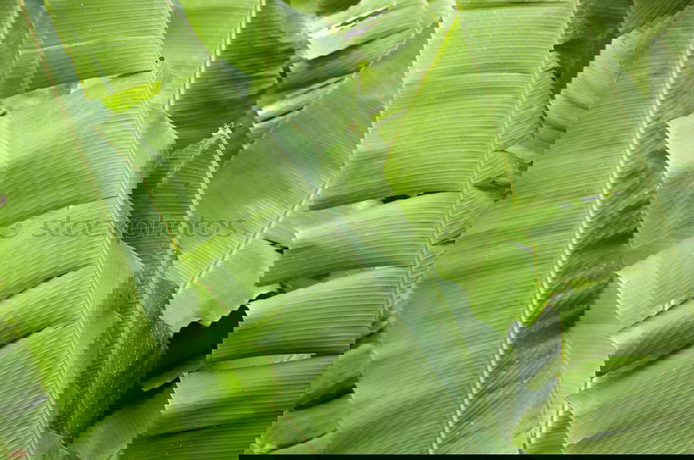 Similar – Image, Stock Photo fresh and crisp Food