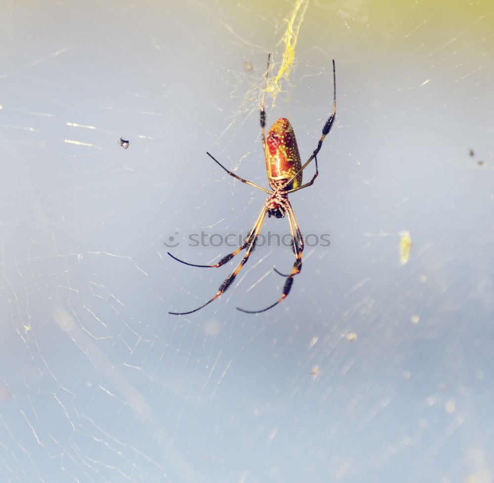 Similar – Image, Stock Photo Enjoy your meal. A spider in her web, she caught a ladybug