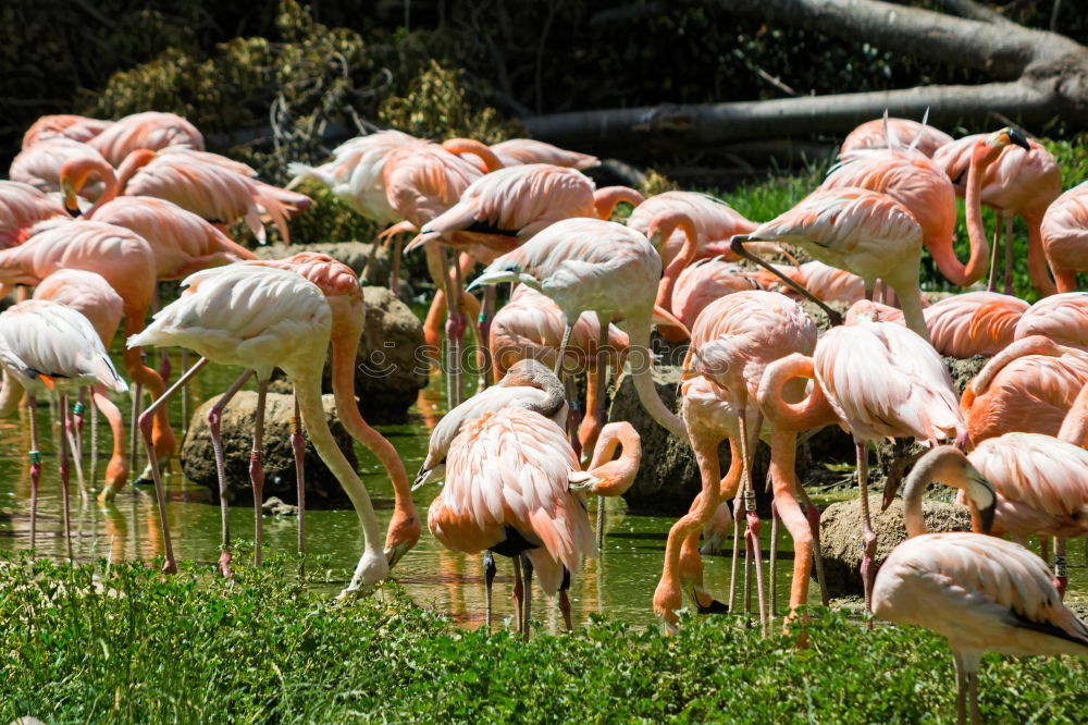 Similar – Flamingo im Zoo Flugtier