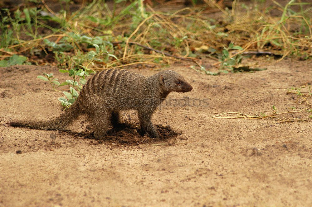 Similar – Foto Bild howard carpendale Tier Zoo