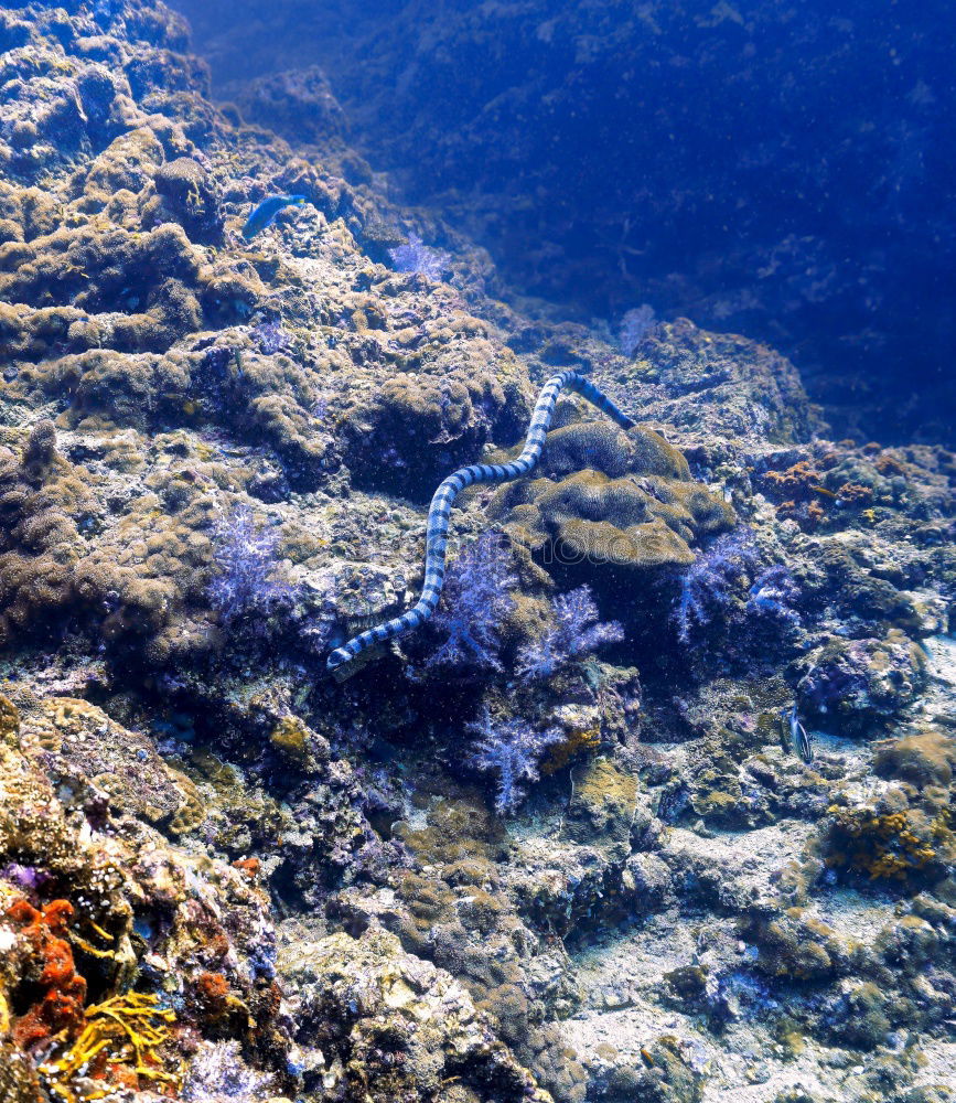 Similar – Image, Stock Photo o2 Dive Air Water Ocean