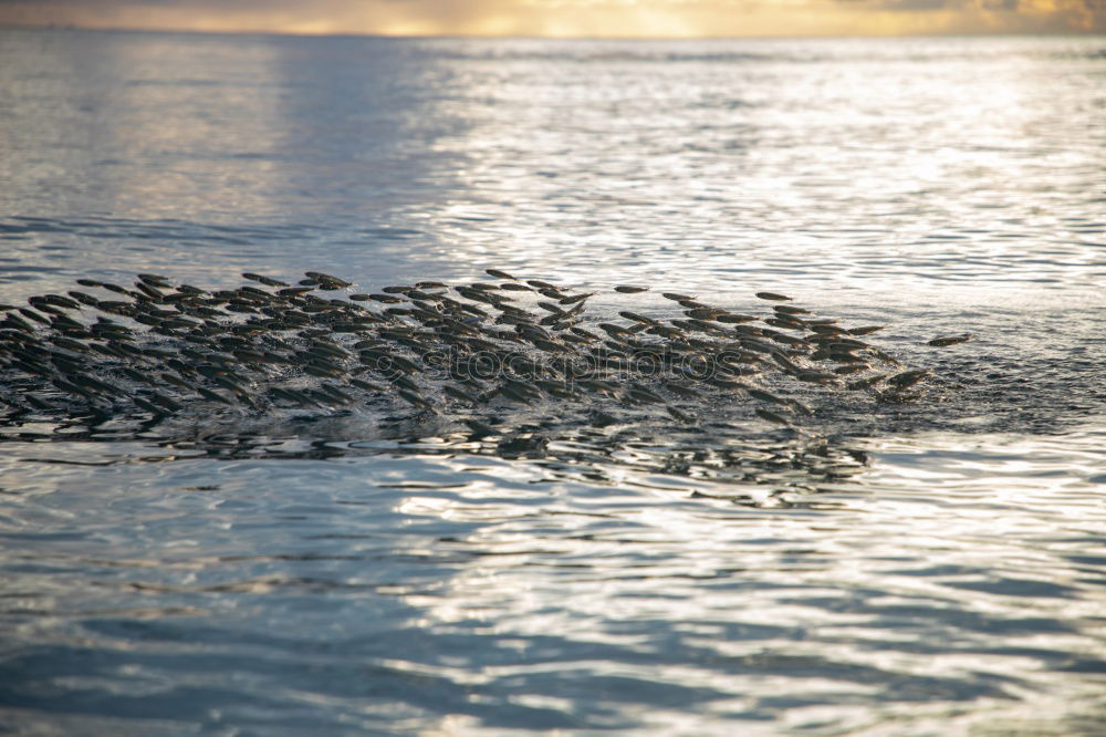 Similar – Image, Stock Photo seagull swarming